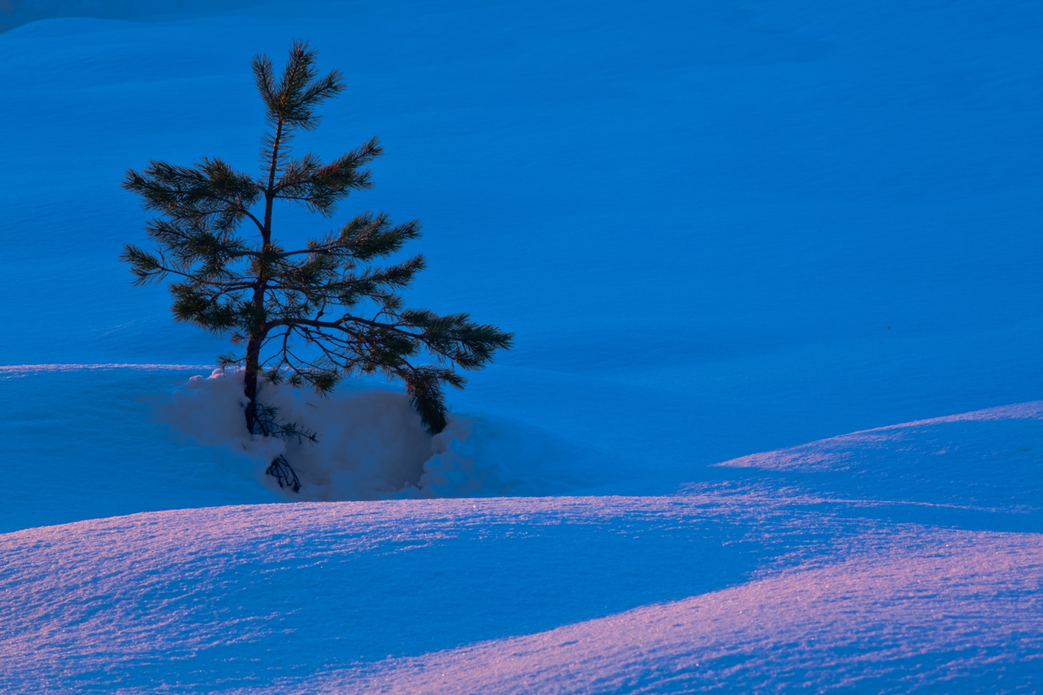 Scotland, Scottish Highlands, Abernethy.